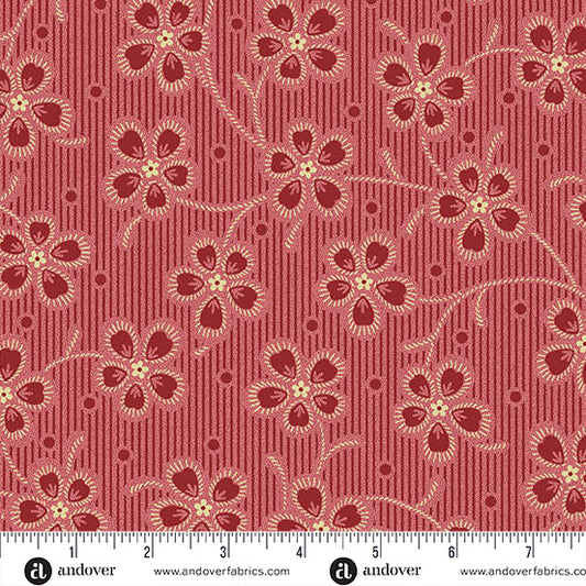 Cardinal - Dianthus
