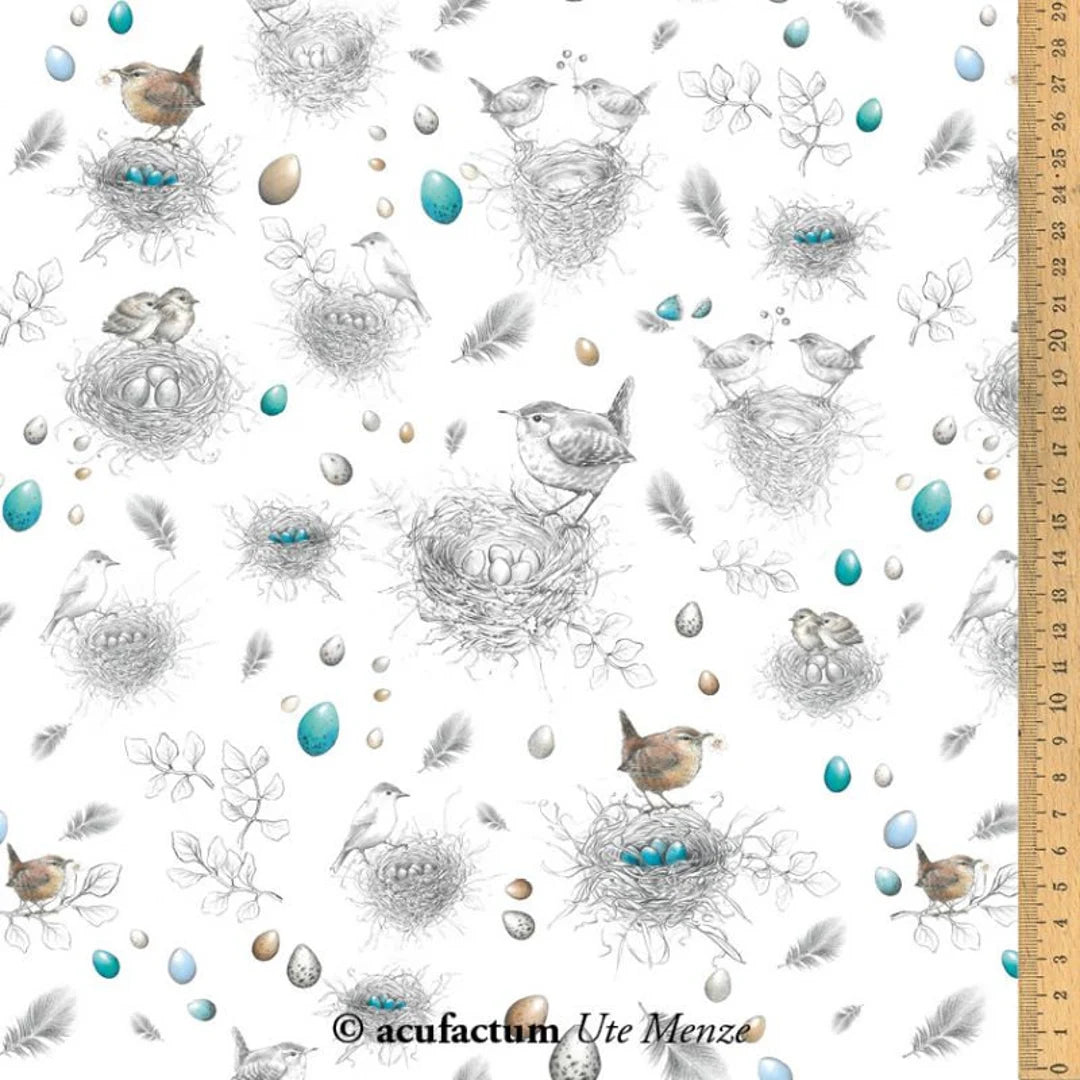 Bird Nests and Eggs