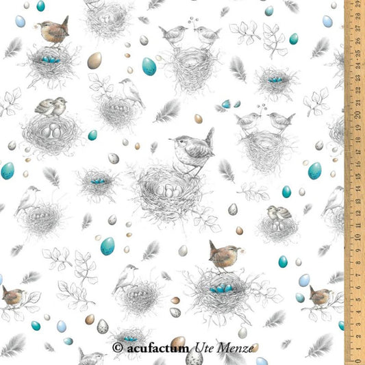 Bird Nests and Eggs